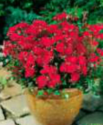 rosa-arbustifs