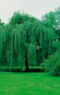 salix