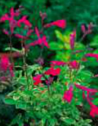 salvia