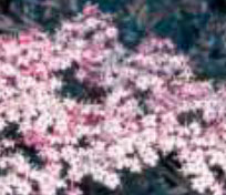 sambucus