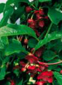 schisandra