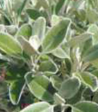 senecio