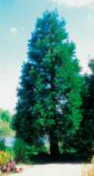 sequoiadendron