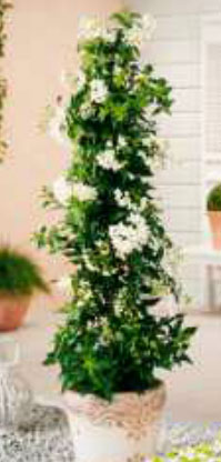 solanum