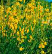 spartium