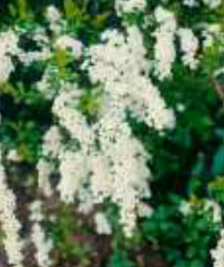 spiraea