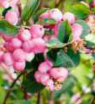 symphoricarpos