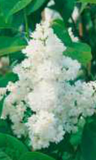 syringa