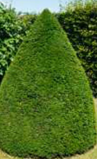 taxus