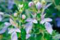 teucrium