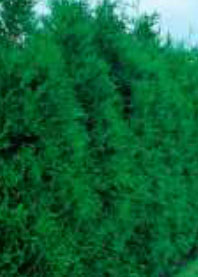 thusa