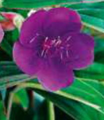 tibouchina