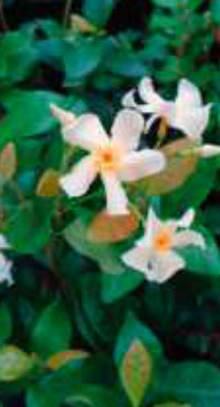 trachelospermum