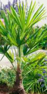 trachycarpus