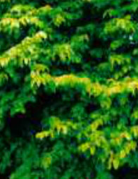 ulmus