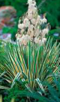 yucca